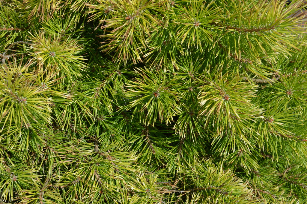 Pinus sylvestris `Trollguld` (9).JPG